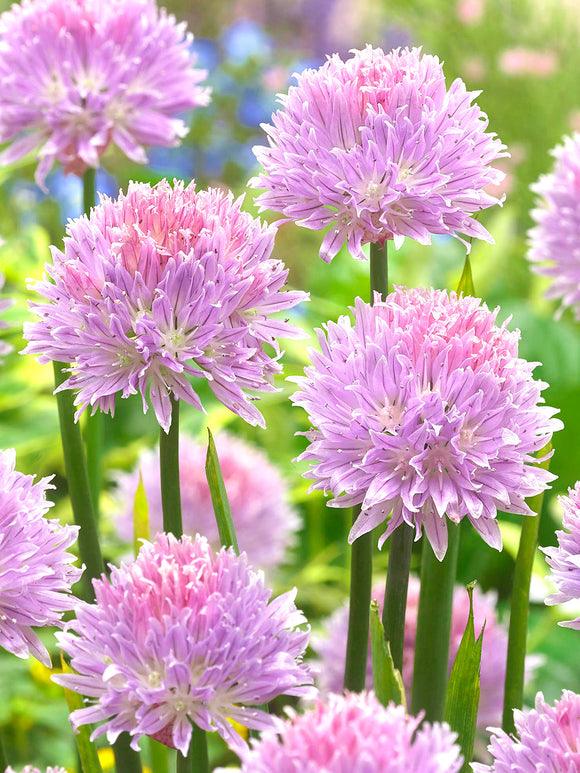 Allium Ledebourianum