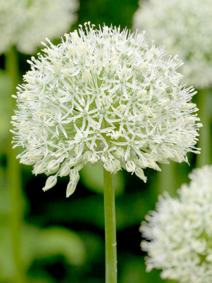 Allium Mount Everest - DutchGrown™ United Kingdom