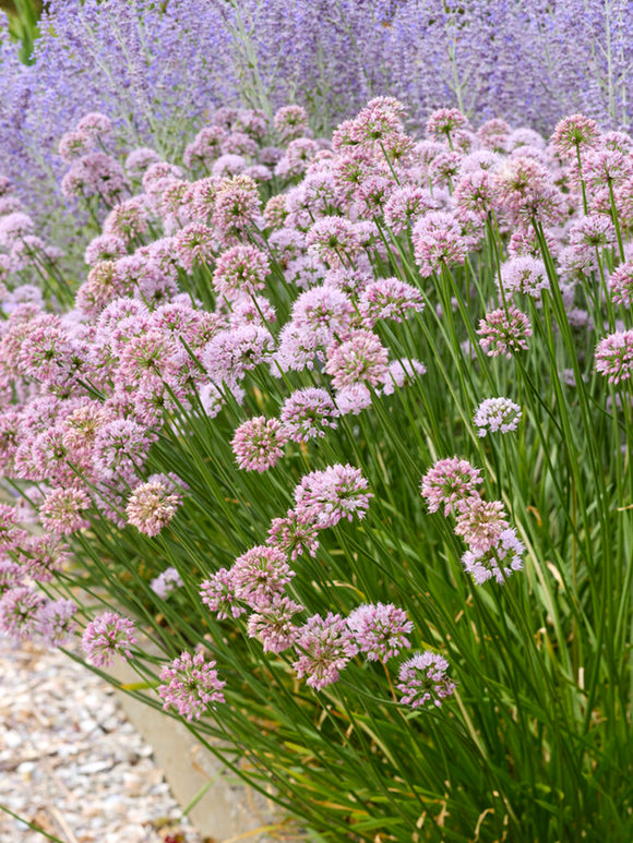 Allium Summer Beauty