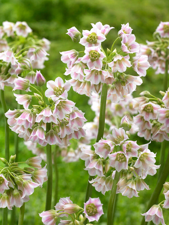 Allium Tripedale (Nectaroscordum)