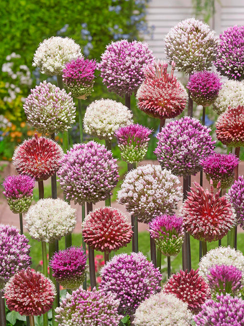 Allium Tropical Tides Collection