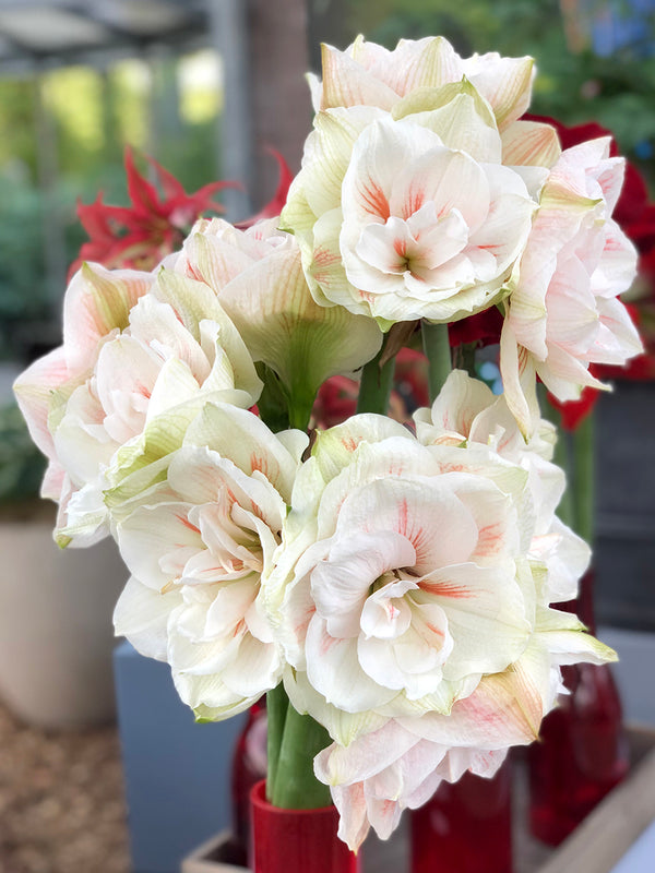 Jumbo Double Amaryllis Nymph