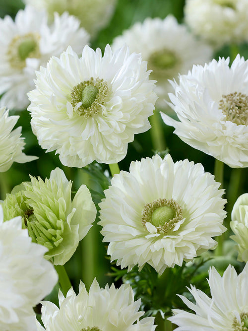 Anemone bulbs Fullstar White