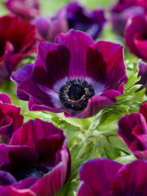 Anemone Galilee Bordeaux