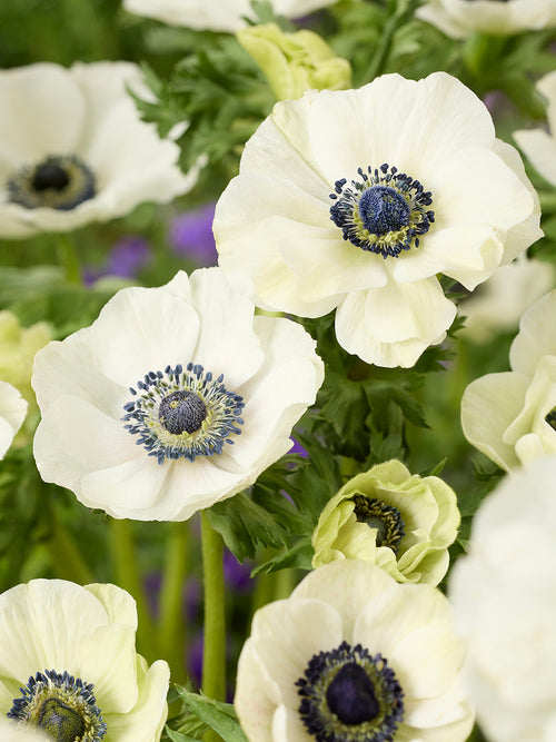 Anemone Galilee White, delivery to UK in Spring