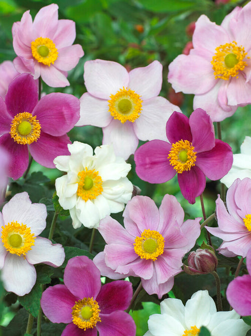 Japanese Anemone Mix