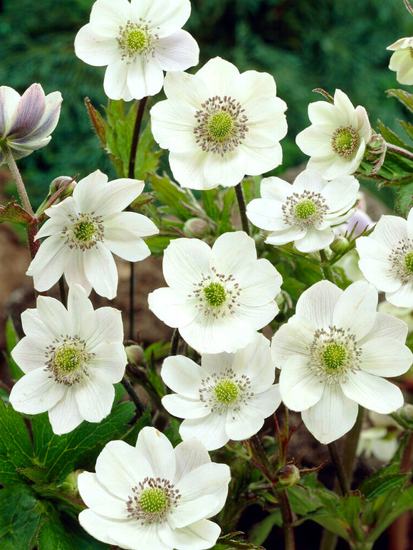 Anemone Leveillei