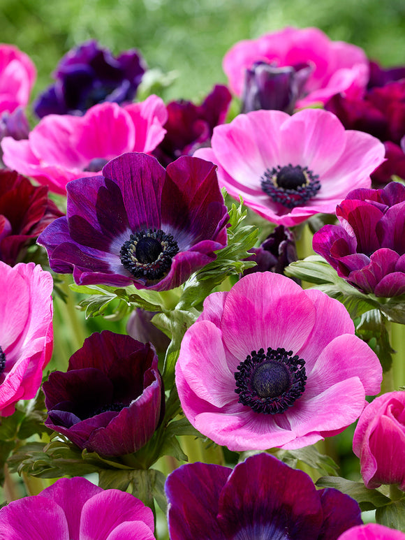 Buy Anemone Pink Dusk Collection