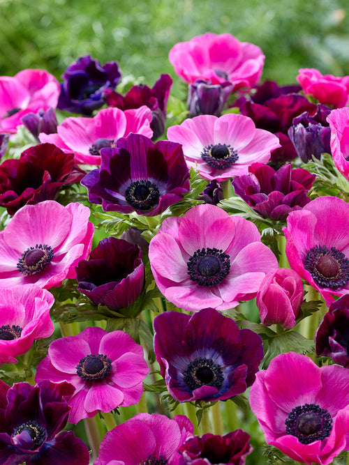 Anemone Bulbs Pink Dusk Collection