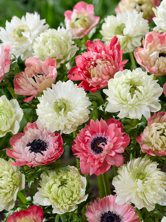 Anemone Bulbs Strawberry & Cream Collection