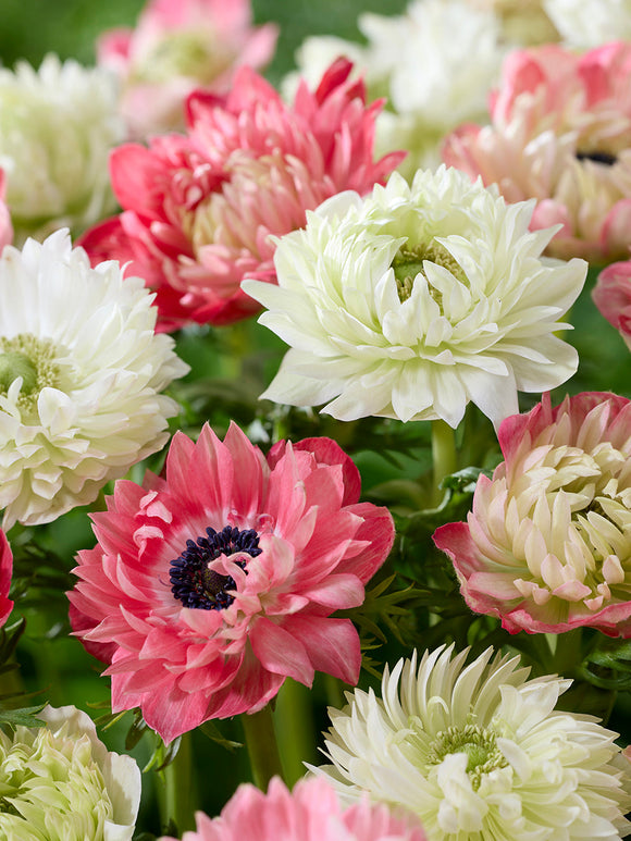 Anemone Corms and Bulbs Strawberry & Cream Collection, shipping to UK