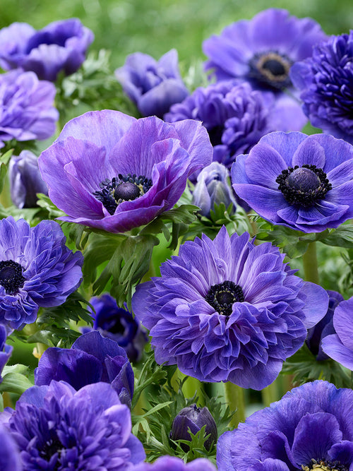 Anemone True Blue Collection