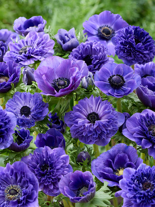 Anemone True Blue Collection