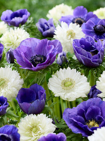 Anemone White Blues Collection