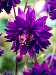 Columbine Blue Barlow (Aquilegia)