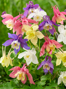 Columbine McKana Hybrids Mix (Aquilegia)