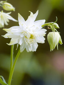 Columbine White Barlow (Aquilegia)