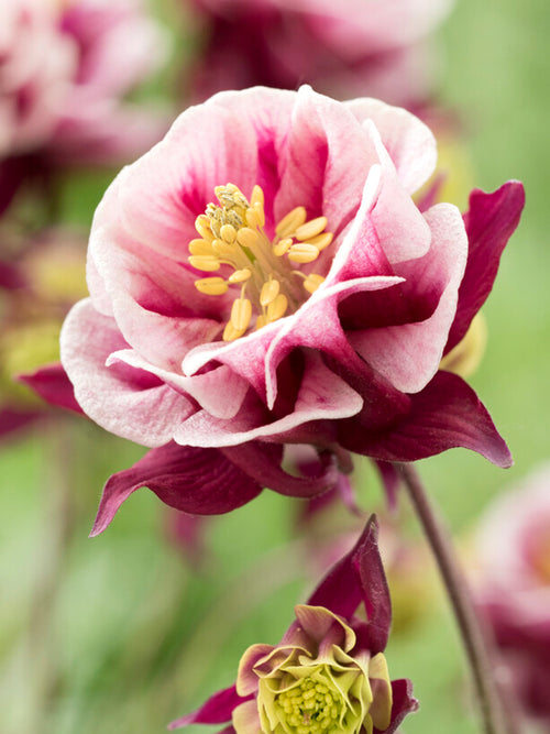 Columbine Winky Red and White (Aquilegia) Bare Roots