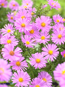 Aster Alice Haslam (Michaelmas Daisy)