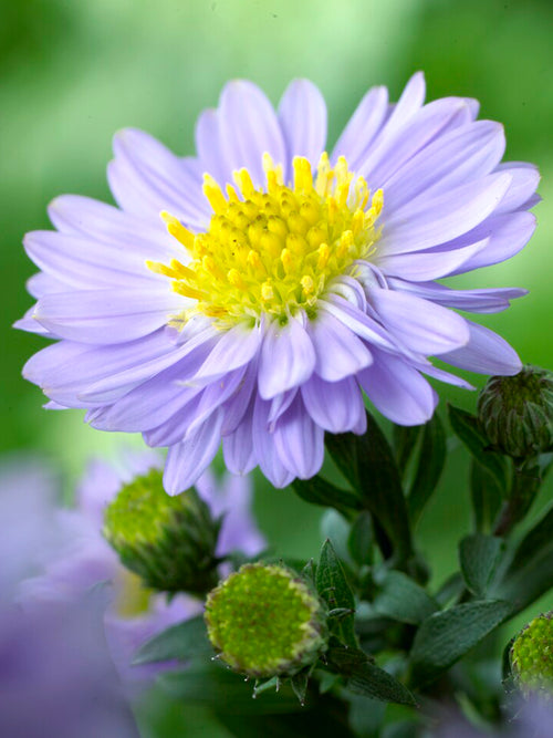 Aster Lady in Blue bare roots