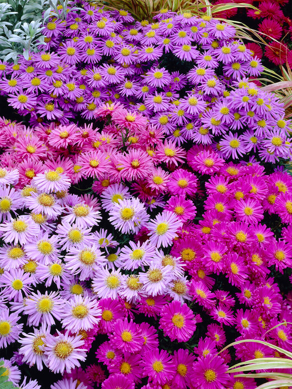 Aster Pastel Mix