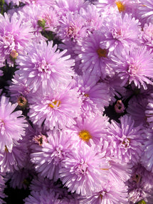 Aster novi-belgii Fellowship (Michaelmas Daisy)