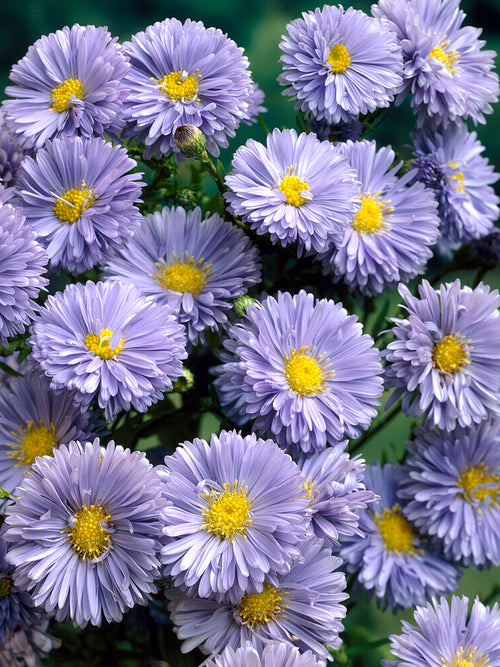 Aster novi-belgii Marie Ballard Bare Roots