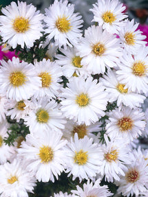 Aster novi-belgii White Ladies (Michaelmas Daisy)