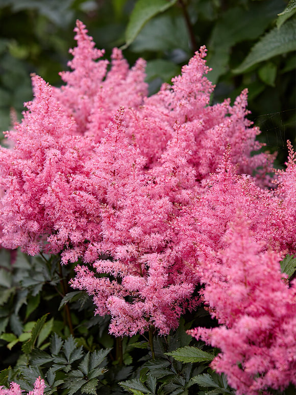 Astilbe Younique Pink bare roots