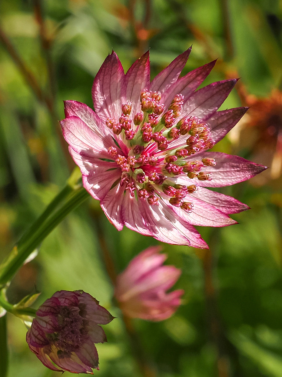 Astrantia 'major Sparkling Stars Pink' | DutchGrown™ UK