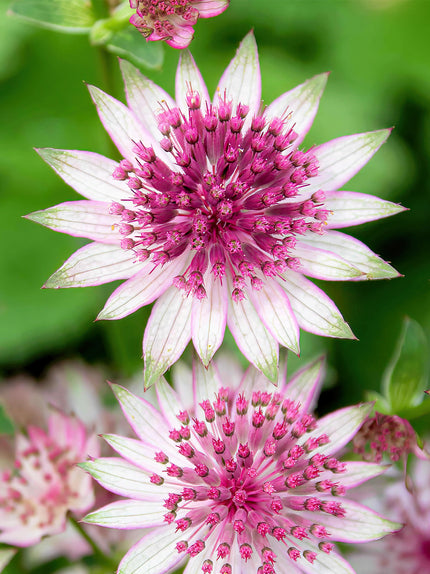 Astrantia (Masterwort) Bare Roots - Buy online at DutchGrown™ UK