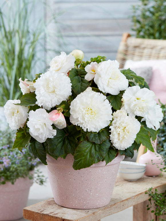 Begonia AmeriHybrid® Picotee Ruffled White