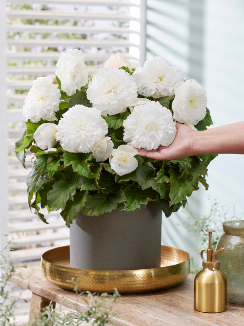 Begonia AmeriHybrid® Picotee Ruffled White