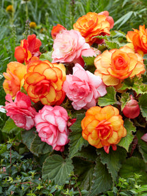 Begonia Tropical Mix