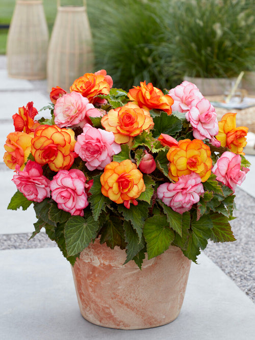 Begonia Tropical Mix