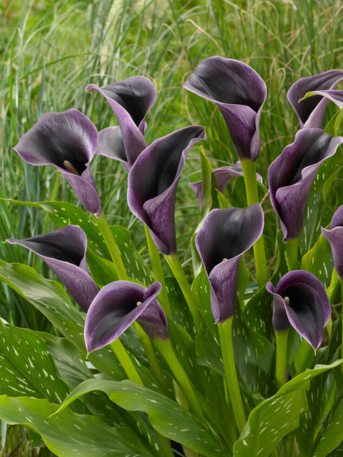 Buy Calla Lily Akela Bulbs