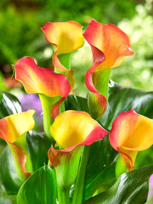 Calla Lily Captain Lido