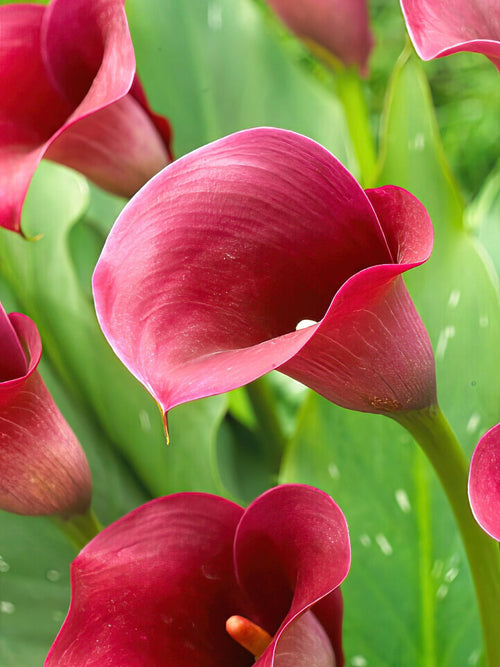 Calla Lily Captain Promise Bulbs