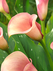 Calla Lily Captain Rosette