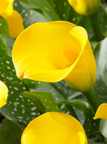 Calla Lily Goldcup