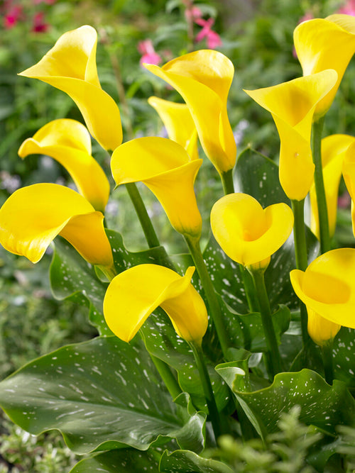 Calla Lily Goldcup