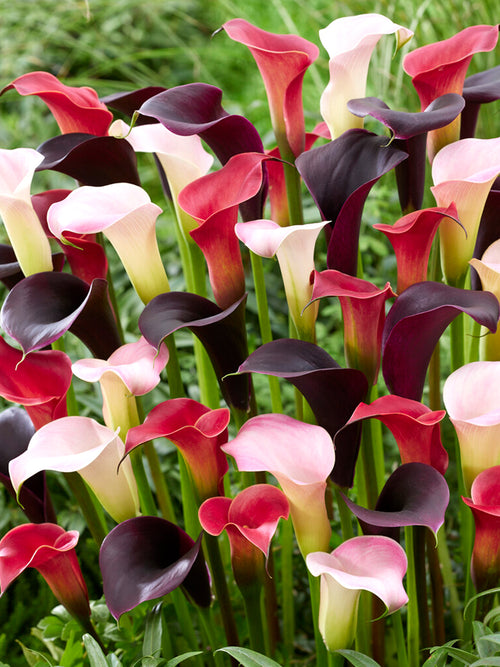 Calla Lily Twilight Trio Collection