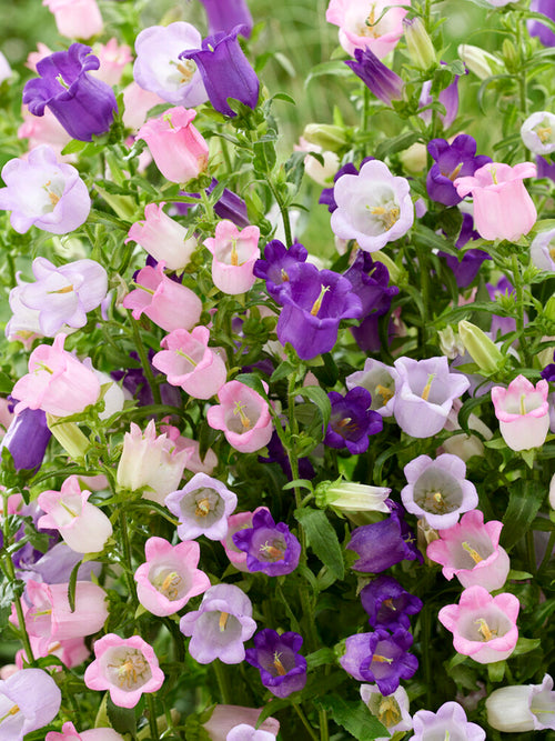 Campanula Champion Mix