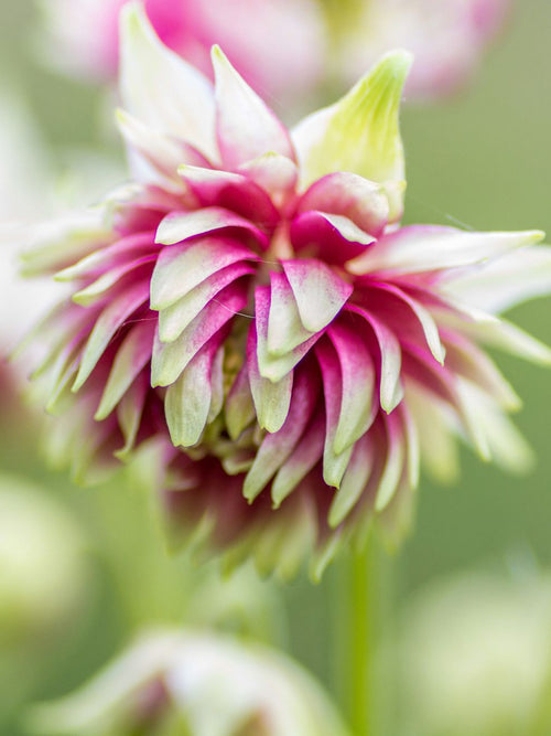 Columbine (Aquilegia) Nora Barlow Bare Roots