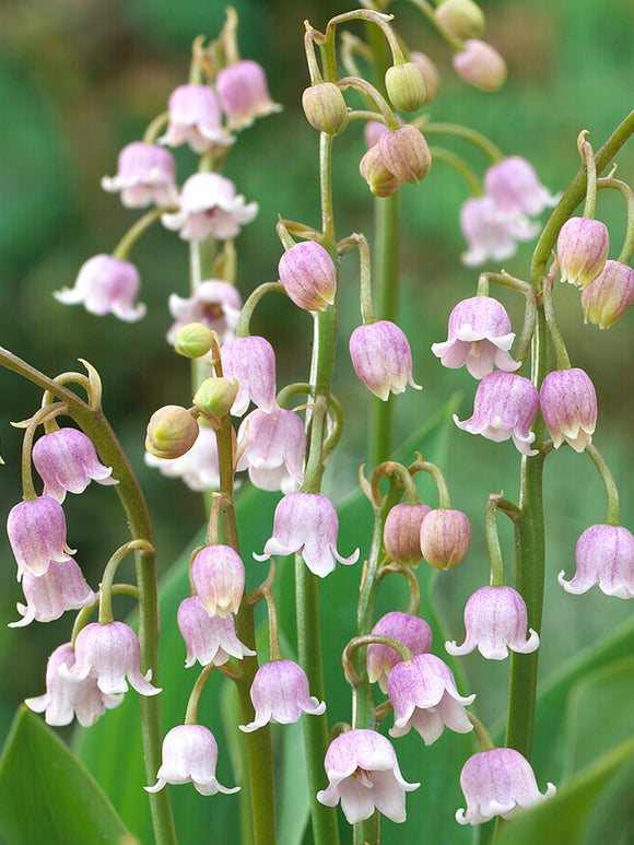 Convallaria Majalis Rosea (Lily of the Valley)