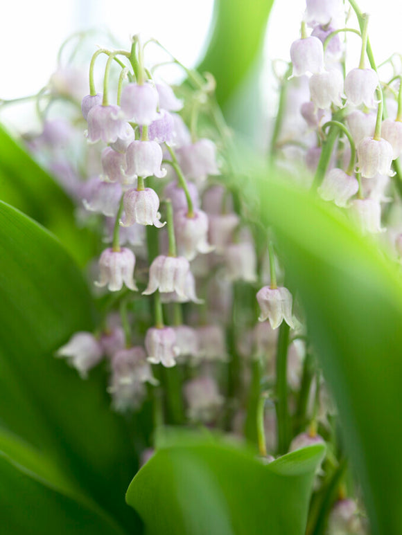 Convallaria Majalis Rosea (Lily of the Valley) Pips