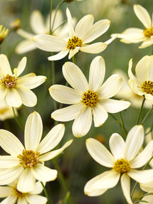 Coreopsis Moonbeam