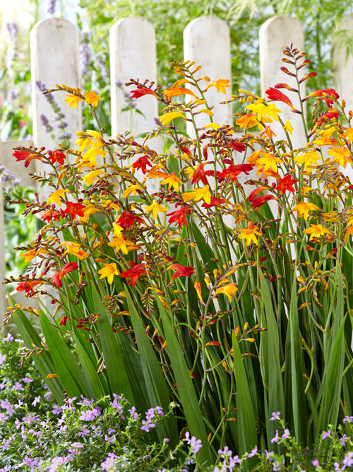 Crocosmia Mixed Colours Bulbs