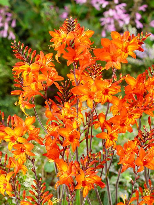 Crocosmia Peach Melba - Montbretia | DutchGrown™ UK