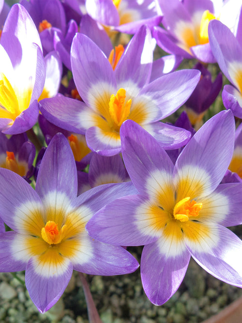 Crocus sieberi ssp. sublimus Tricolor